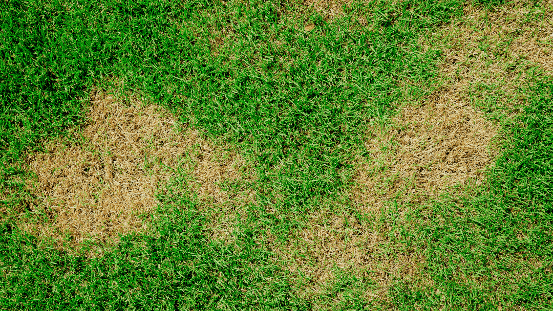 Grub damage can be noticed when brown spots appear in your lawn as in this picture.